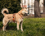 Собаки в Москве: Чудесный парень Арни ищет семью. Мальчик, 10 руб. - фото 4