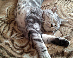 Кошки в Иваново: Шотландский кот на вязку, 1 000 руб. - фото 1