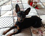 Собаки в Салавате: Вязка цвергпинчер, 3 000 руб. - фото 1