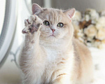 Кошки в Владивостоке: Шикарный британский котёнок драгоценного окраса Мальчик, 100 000 руб. - фото 4