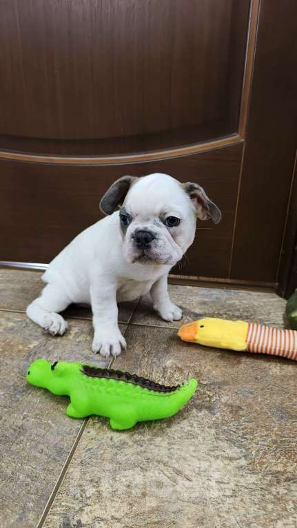 Собаки в Белореченске: Французский бульдог Девочка, Бесплатно - фото 2