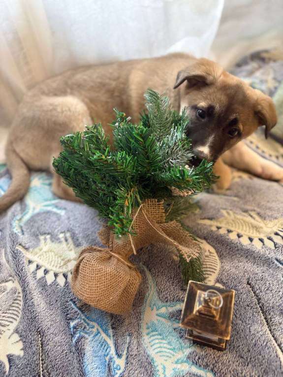 Собаки в Москве: Щенок в добрые руки Девочка, Бесплатно - фото 10