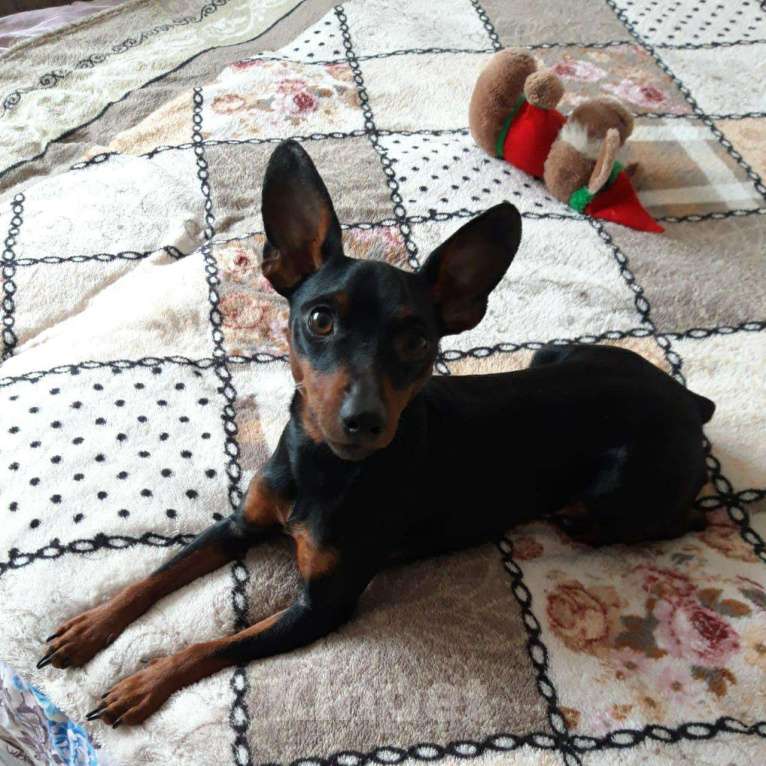 Собаки в Салавате: Вязка цвергпинчер, 3 000 руб. - фото 1