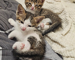 Кошки в Москве: Котята в добрые руки Разнополые, Бесплатно - фото 5