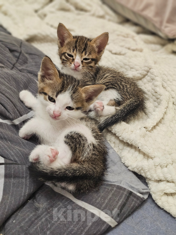 Кошки в Москве: Котята в добрые руки Разнополые, Бесплатно - фото 5