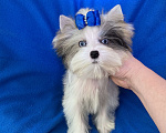 Собаки в Москве: Йорк с двумя синими глазами мини мальчик бэби фейс Мальчик, 130 000 руб. - фото 3