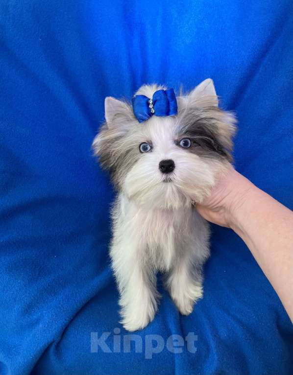 Собаки в Москве: Йорк с двумя синими глазами мини мальчик бэби фейс Мальчик, 130 000 руб. - фото 3