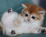 Кошки в Владивостоке: Короткошерстный британский котенок Мальчик, 100 000 руб. - фото 3
