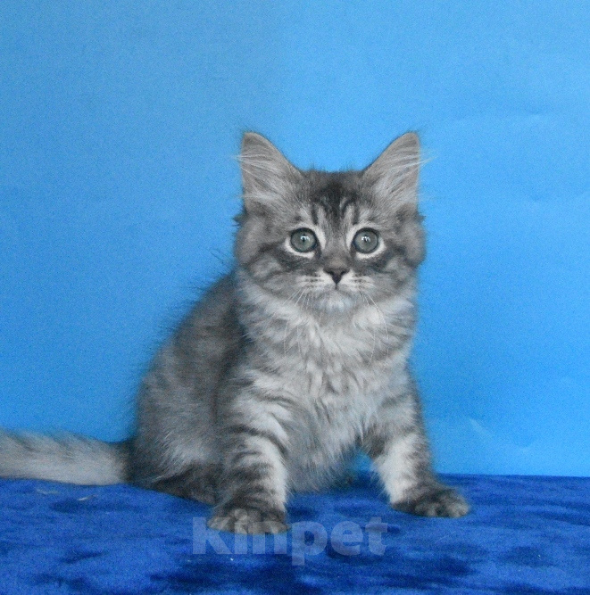 Кошки в Москве: Сибирский котик Мальчик, 45 000 руб. - фото 6