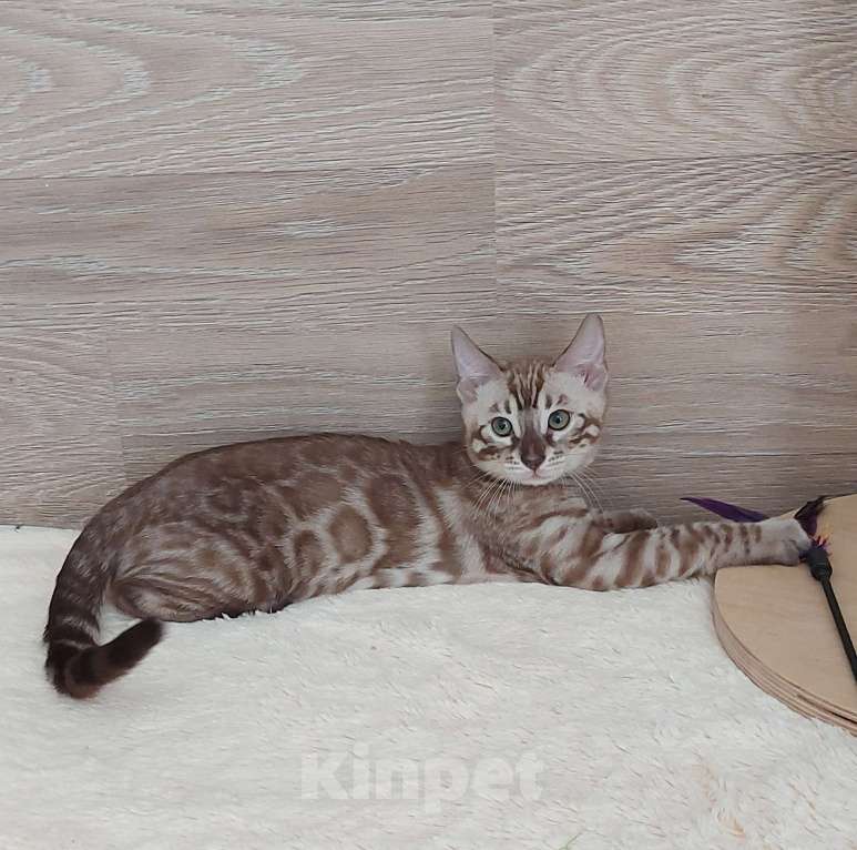 Кошки в Москве: Бенгальские котята  Мальчик, Бесплатно - фото 3