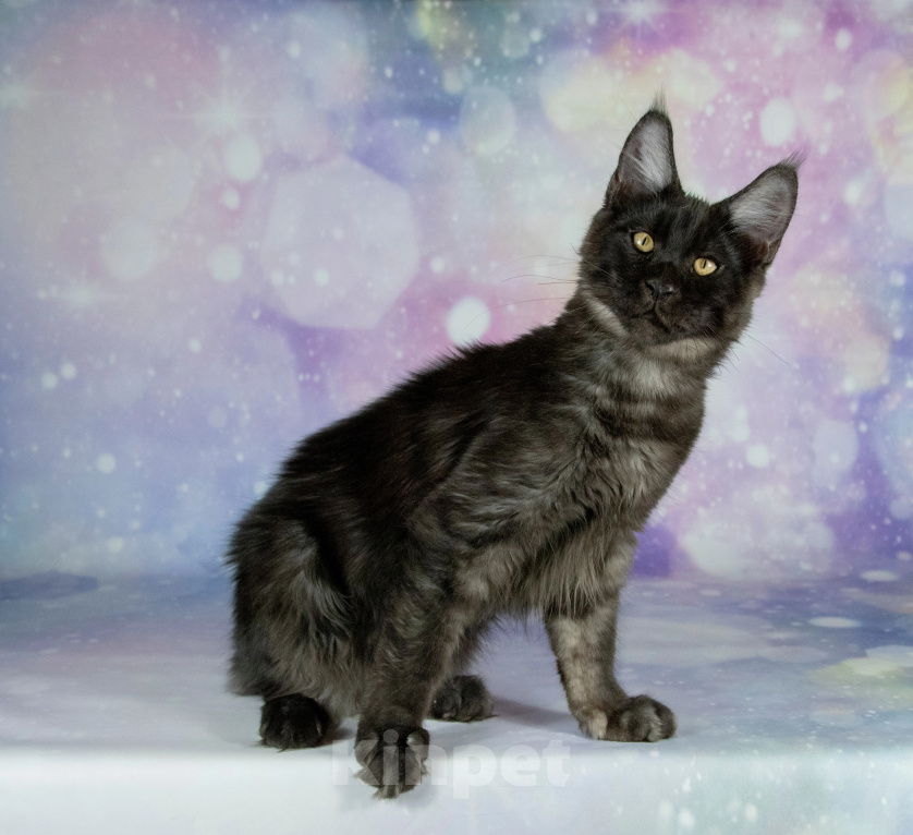 Кошки в Воронеже: Котенок мейн-кун Мальчик, 55 000 руб. - фото 2