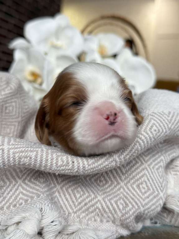 Собаки в Краснодаре: Кавалер кинг чарльз спаниель Девочка, 170 000 руб. - фото 1