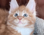 Кошки в Дмитрове: Котята. Мейн-кун. Мальчик, Бесплатно - фото 2