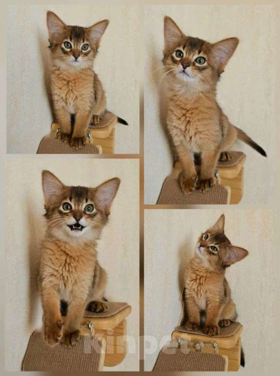 Кошки в Волгограде: Сомалийская кошечка  Девочка, 50 000 руб. - фото 2