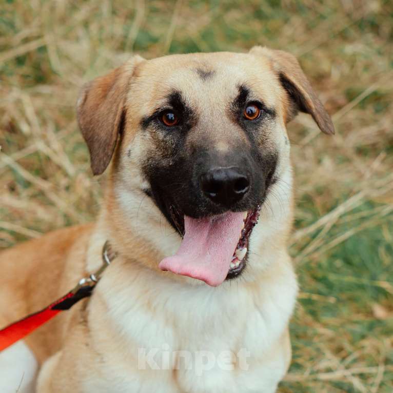 Собаки в Москве: Потап Мальчик, Бесплатно - фото 4