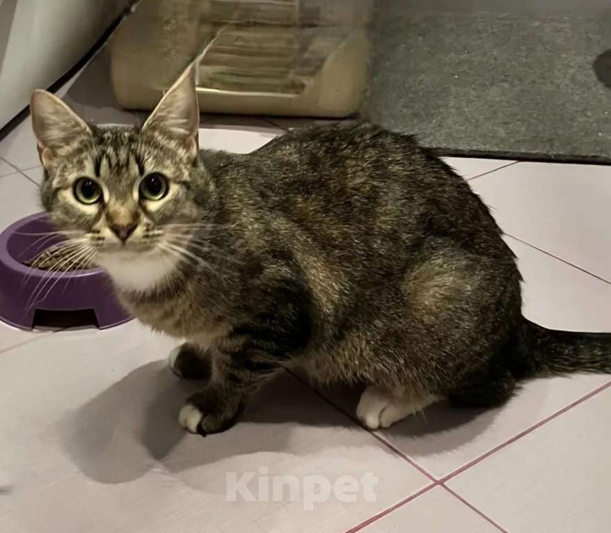 Кошки в Москве: Селин ищет семью Девочка, Бесплатно - фото 1