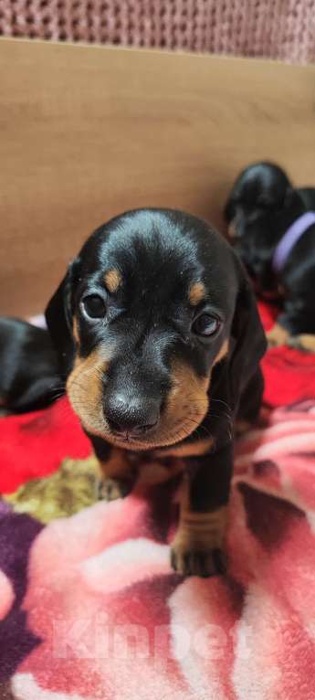 Собаки в Твери: Щенки таксы стандарт Девочка, 50 000 руб. - фото 6