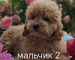 Кошки в Краснодаре: Щенки Мальтмпу f1 мини Мальчик, 50 000 руб. - фото 6