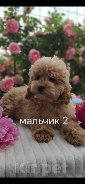 Кошки в Краснодаре: Щенки Мальтмпу f1 мини Мальчик, 50 000 руб. - фото 6