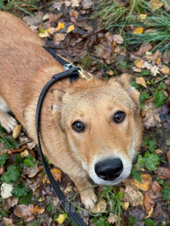 Собаки в Москве: Самую домашнюю собаку выпустят на улицу Девочка, Бесплатно - фото 2