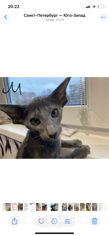 Кошки в Санкт-Петербурге: Ориентальные котята Мальчик, 49 000 руб. - фото 3