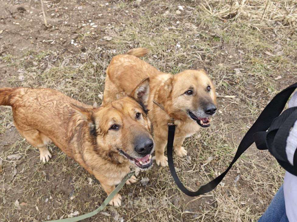 Собаки в Москве: Классный Бренд ищет дом Мальчик, Бесплатно - фото 5