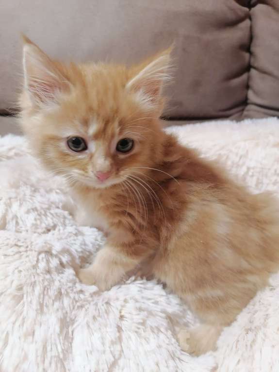 Кошки в Калуге: Девочка по имени Мелисса Девочка, 40 000 руб. - фото 2