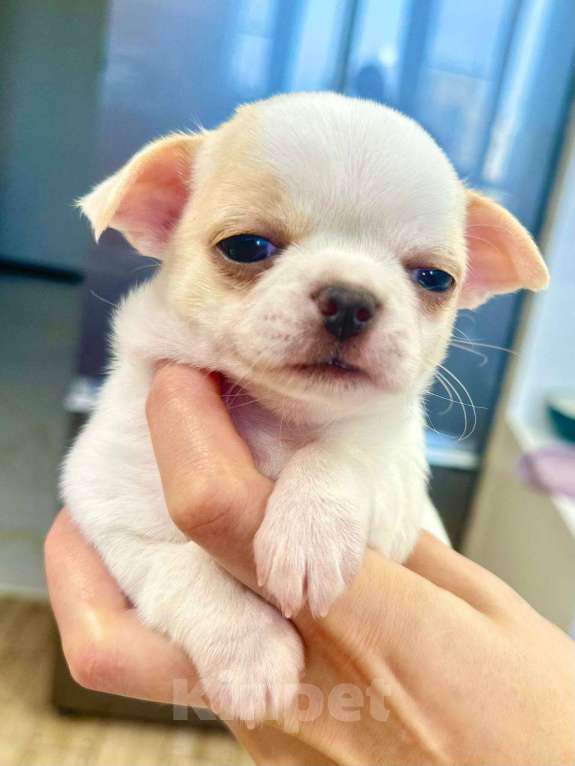 Собаки в Челябинске: Щенок чихуахуа Мальчик, Бесплатно - фото 2