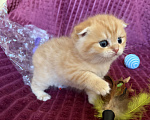 Кошки в Москве: Котик золотая шиншилла табби Мальчик, 30 000 руб. - фото 6