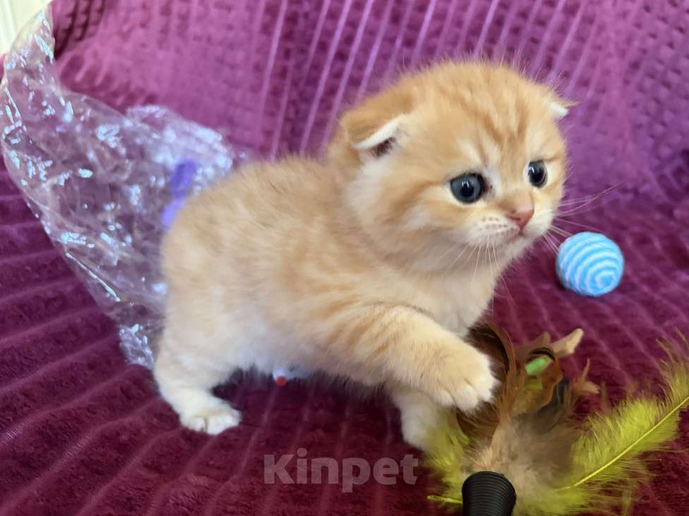 Кошки в Москве: Котик золотая шиншилла табби Мальчик, 30 000 руб. - фото 6