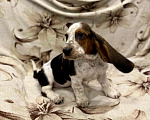 Собаки в Санкт-Петербурге: Бассет-хаунд щенки с родословной  Девочка, 45 000 руб. - фото 5