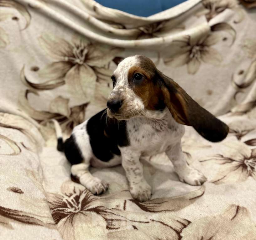 Собаки в Санкт-Петербурге: Бассет-хаунд щенки с родословной  Девочка, 45 000 руб. - фото 5