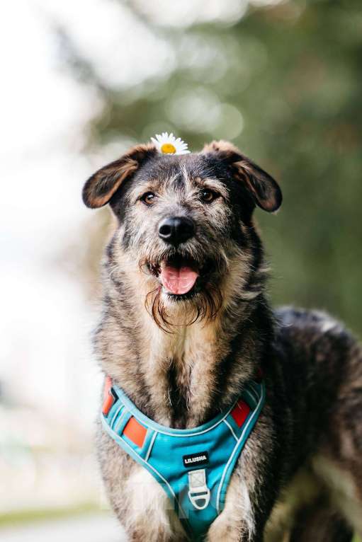 Собаки в Москве: Фокс - энергия и красота в одном флаконе! Мальчик, Бесплатно - фото 2