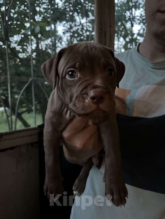Собаки в Казани: Щенки американского питбультерьера  Мальчик, 20 000 руб. - фото 2