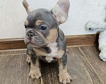Собаки в Белореченске: Французский бульдог Мальчик, Бесплатно - фото 6