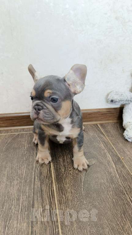 Собаки в Белореченске: Французский бульдог Мальчик, Бесплатно - фото 6