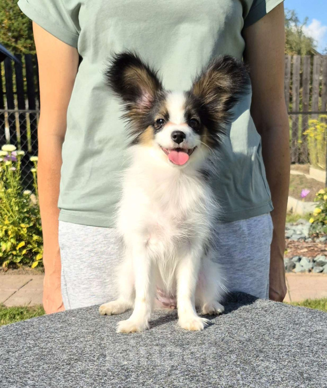 Собаки в Москве: Щенок папийона ( девочка) Девочка, Бесплатно - фото 3