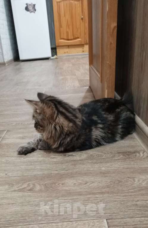 Кошки в Волгограде: Продается молодой котик Мальчик, 25 000 руб. - фото 5