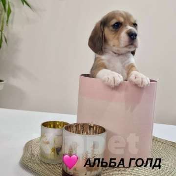 Собаки в Челябинске: Щенки бигля от Чемпионов РКФ бигле родителей Девочка, Бесплатно - фото 4