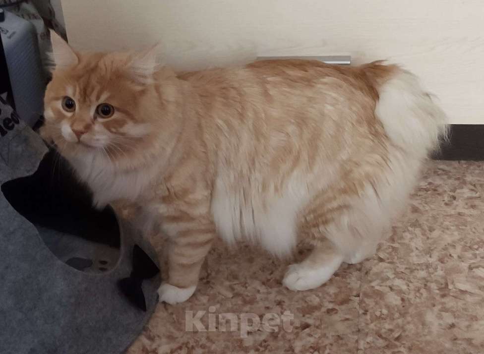 Кошки в Воронеже: Кот вязка Мальчик, 4 500 руб. - фото 4