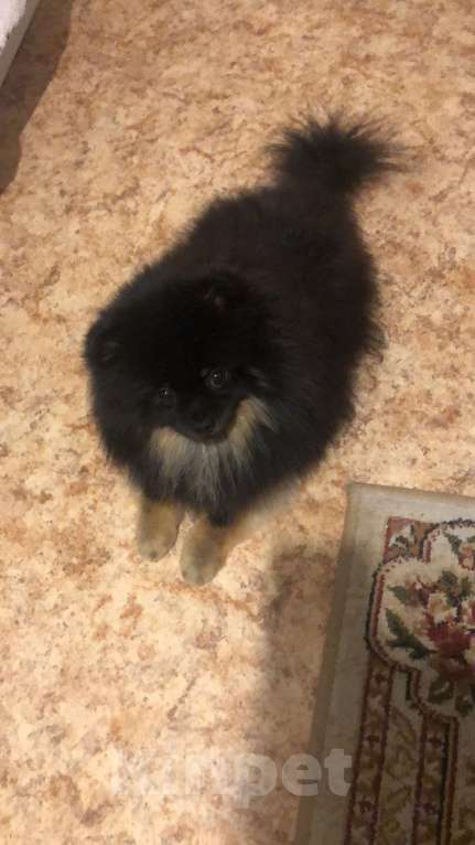 Собаки в Москве: Шпиц Даня мини срочно Мальчик, 25 000 руб. - фото 2