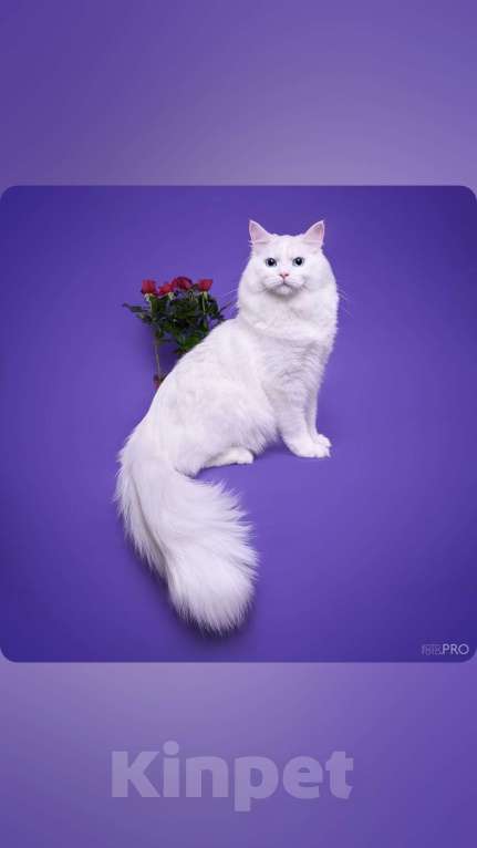 Кошки в Новосибирске: Isidora Девочка, 30 000 руб. - фото 6