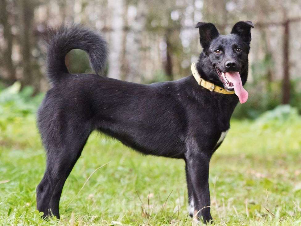 Собаки в Лосином-Петровском: Айна якутенок Девочка, Бесплатно - фото 2