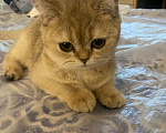 Кошки в Москве: Котенок девочка. 5.5 месяцев.  Золотистая шиншилла. Девочка, 15 000 руб. - фото 1
