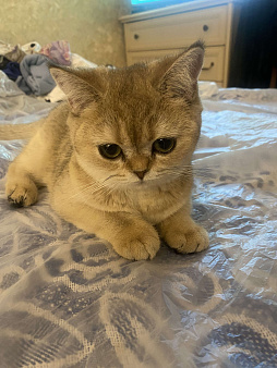 Котенок девочка. 5.5 месяцев.  Золотистая шиншилла.