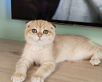 Кошки в Санкт-Петербурге: Шотландские вислоухие котята Мальчик, 35 000 руб. - фото 2