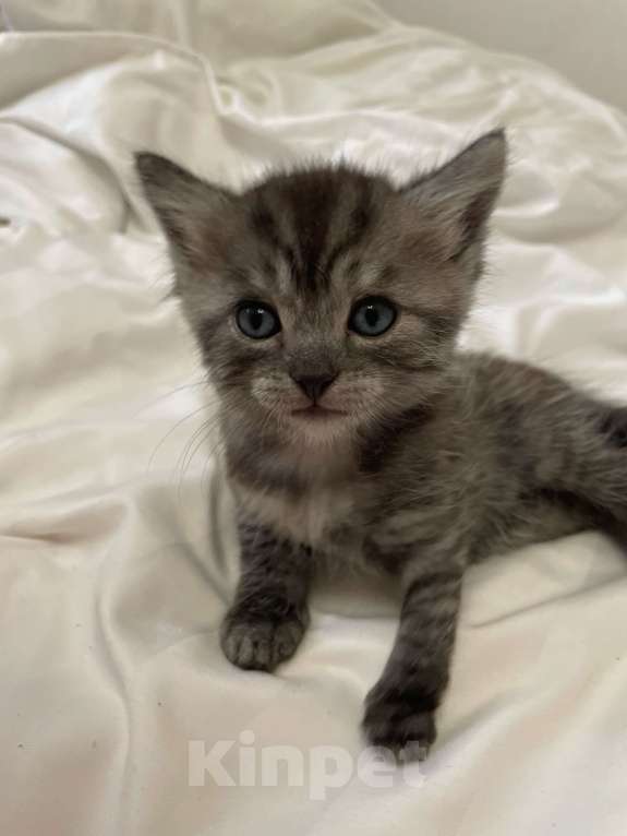 Кошки в Москве: Котенок Ася Девочка, Бесплатно - фото 2