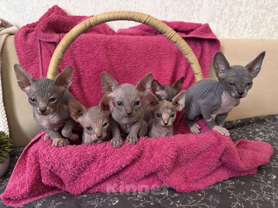 Кошки в Москве: Котята канадского сфинкса Мальчик, 25 000 руб. - фото 8