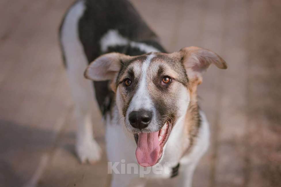 Собаки в Москве: Щенок Холли ищет дом Девочка, Бесплатно - фото 6