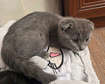 Кошки в Ростове-на-Дону: Шотландский вислоухий котенок Мальчик, 10 000 руб. - фото 5